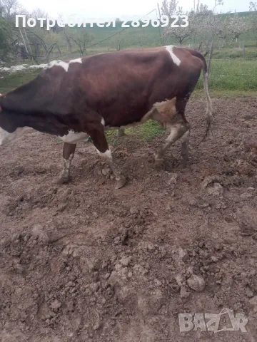 16 броя крави юници, снимка 2 - Крави - 50015524
