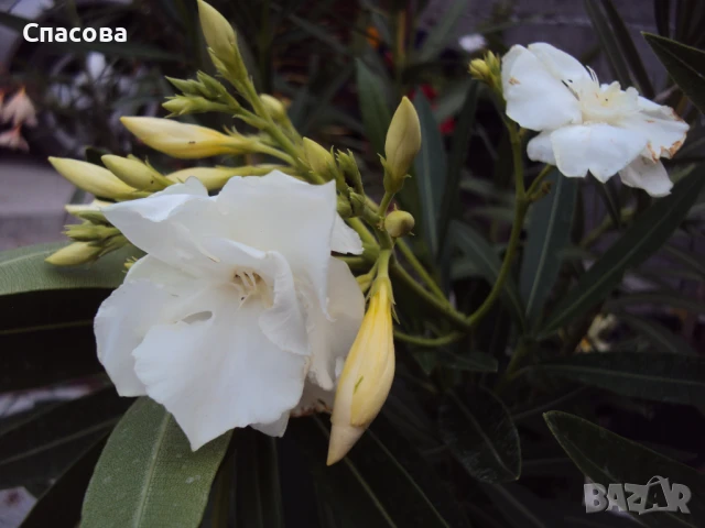 Зокум / лян различни цветове олеандър, снимка 5 - Градински цветя и растения - 46410404