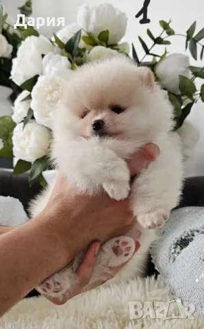 Померан , снимка 1