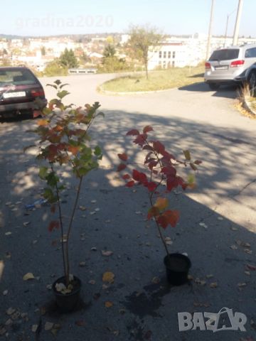 Червена калина (viburnum opulus), снимка 11 - Градински цветя и растения - 27628413