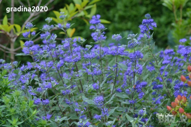 Кариоптерис, снимка 2 - Разсади - 51247983