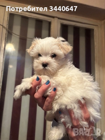 Йорки Голд Дъст, снимка 5 - Йоркширски териер - 53904181