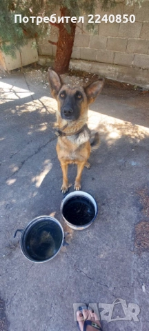 Продавам , снимка 2 - Немска овчарка - 51041315