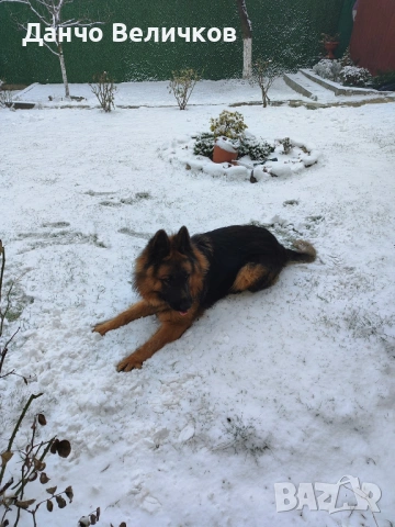 Продавам немска овчарка, снимка 7 - Немска овчарка - 53485005