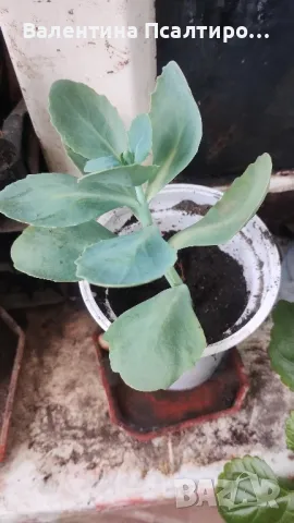 Дебела Мара , снимка 1