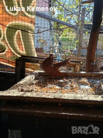 продавам чифт шабо, чифт руски и мъжки белослатински, снимка 9 - други­ - 53711830