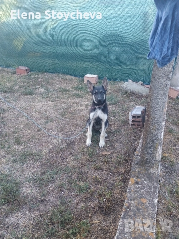 Източноевропейска овчарка, снимка 1