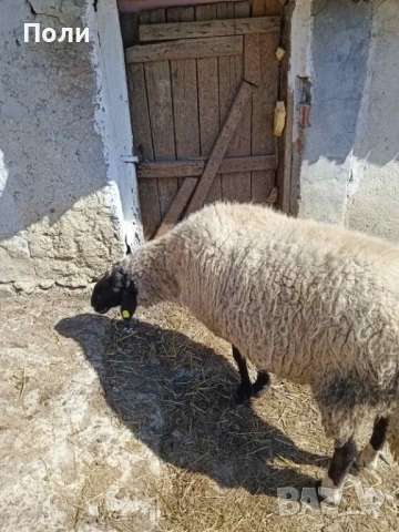 Продавам КОЧ за разплод, селекционен!