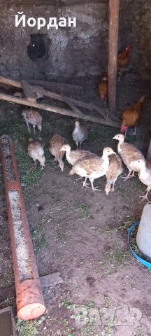 пуйчета , снимка 1 - Кокошки и пуйки - 45874050