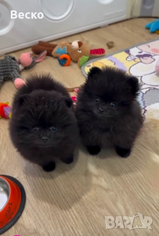 Померан мини мъжко и женско , снимка 4 - Померан - 52595465