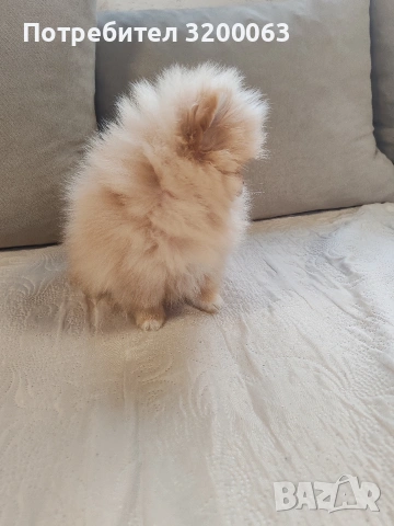 Мини померан мъжко, снимка 6 - Померан - 54032504