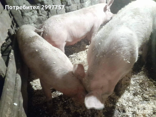 Прасета, снимка 3 - Прасета - 52867355