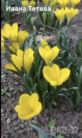 Луковици на есенен минзухар