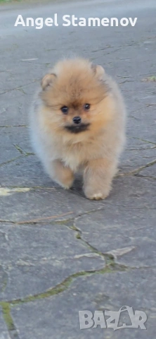 Померан,минимомченце с родословие!, снимка 5 - Померан - 53208731