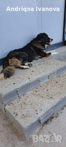 Продавам каракачански кученца, снимка 9 - Каракачанска овчарка - 53825575