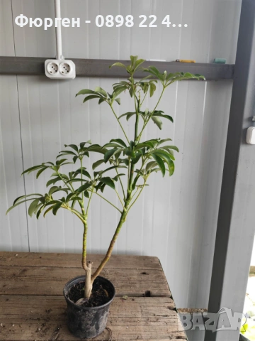 Шефлера (Schefflera), снимка 3 - Разсади - 53407578