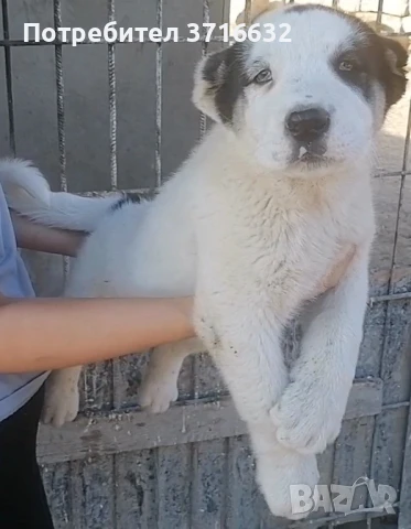 Вълкодав, снимка 2 - Алабай - 50668620