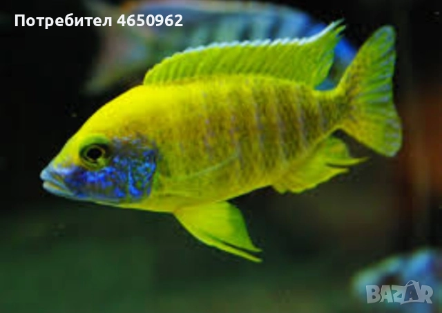 Аквариумни риби, африкански цихлиди от езерото Малави, снимка 15 - Рибки - 52414237