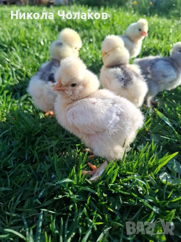 Струмски стандарт пилета , снимка 4 - Кокошки и пуйки - 54298608