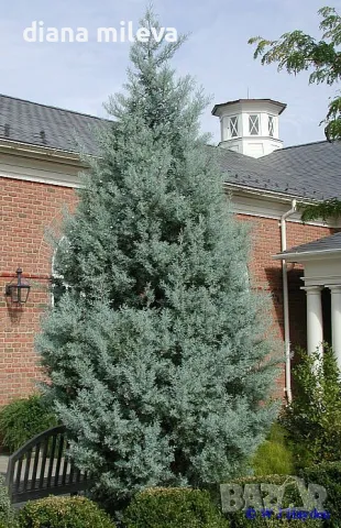 Аризонски Кипарис (Cupressus arizonica), снимка 1 - Градински цветя и растения - 47841594