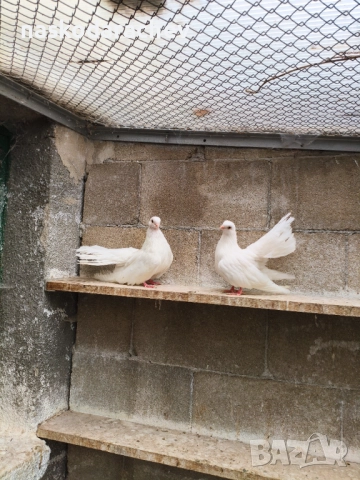 Бургаски местни преметачи различни цветове, снимка 18 - Гълъби - 52410723
