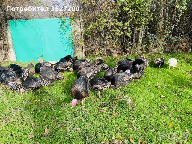  домашни пуйки , снимка 3 - Кокошки и пуйки - 52719704