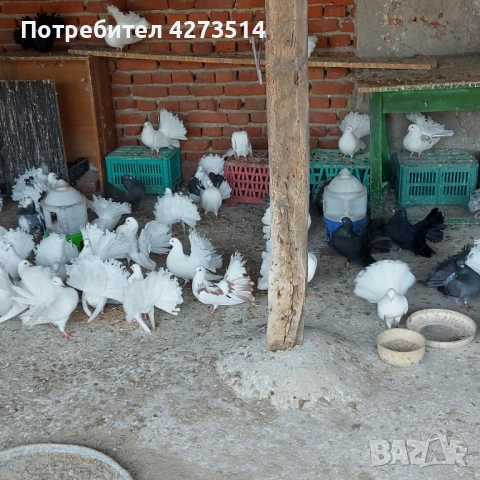 Продавам гълъби Финерлии - бели, сиви и пъстри, снимка 9 - Гълъби - 52268397