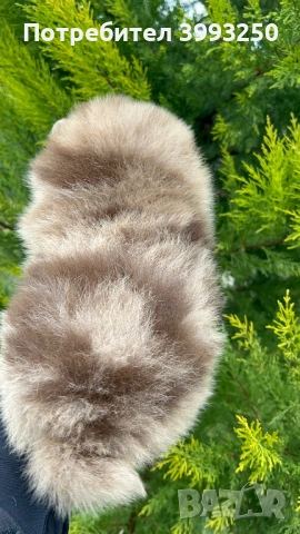 Мини померан момчета, снимка 6 - Померан - 48770049