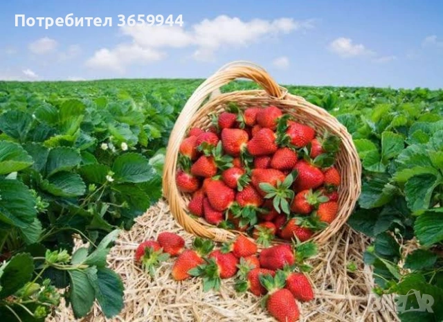 🌱 Свеж и здрав разсад директно от производител