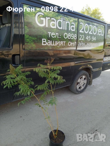 Сорбария Сем - (Sorbaria Sorb."Sem"®) , снимка 7 - Разсади - 45041791