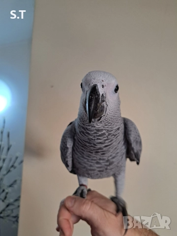 Папагал кралско жако, снимка 3 - Папагали - 52735318
