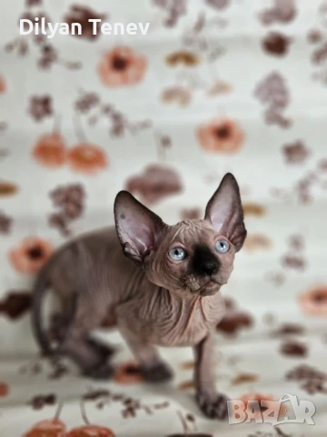 Канадски сфинкс, снимка 10 - Сфинксове - 50620392