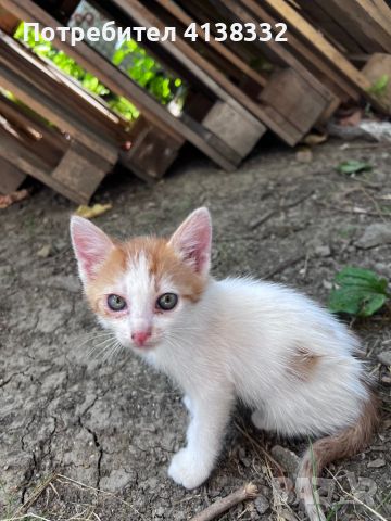 Подаряват се малки котенца, снимка 1