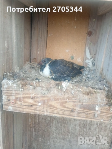 Немски Щтрасери, снимка 3 - Гълъби - 54254748