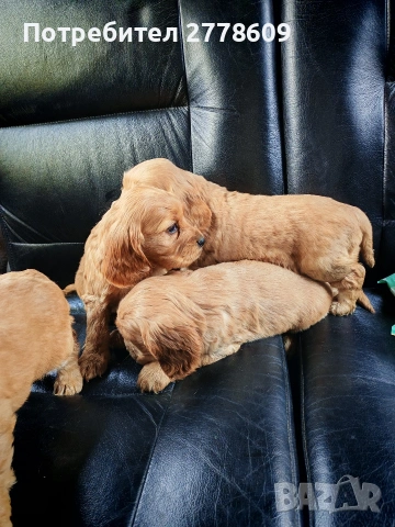 Продавам Английски кокер шпаньол , снимка 5 - Кокер шпаньол - 53928442