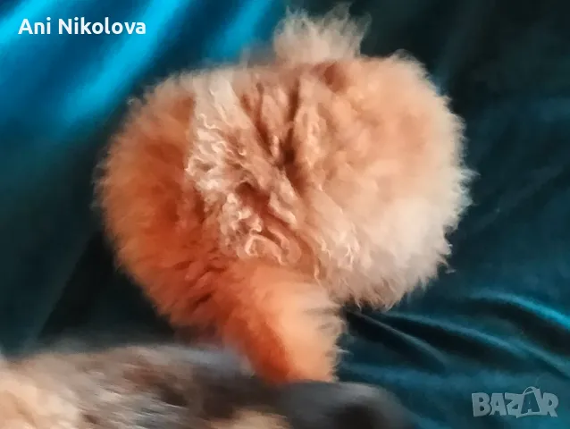 Померан Бо, снимка 9 - Померан - 49266572