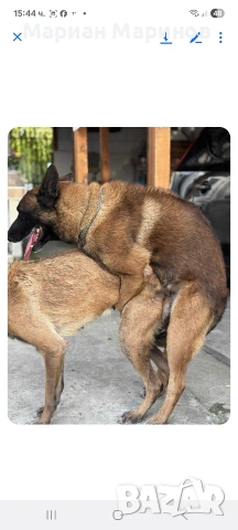 Белгийска овчарка- Малиноа, снимка 6 - Белгийска овчарка - 53195565