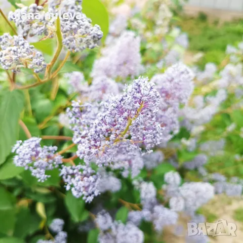 Калифорнийски люляк Хенри Дефозе,  Ceanothus 'Henry Defosee', снимка 12 - Градински цветя и растения - 46888623