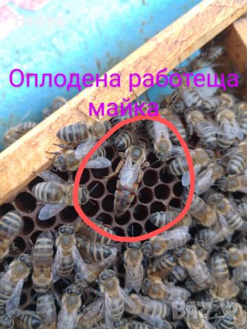 Пчелни майки, снимка 1 - За пчели - 37024156