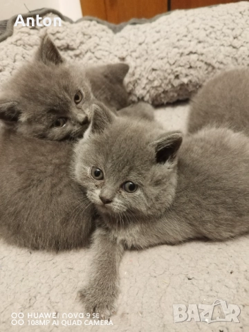 Британски котета