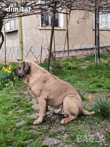 Продавам чистокръвни Кане Корсо , снимка 6 - Кане корсо - 54082936