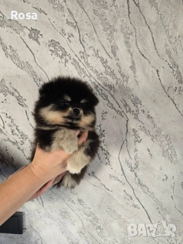 Продавам померан, снимка 4 - Померан - 52750009