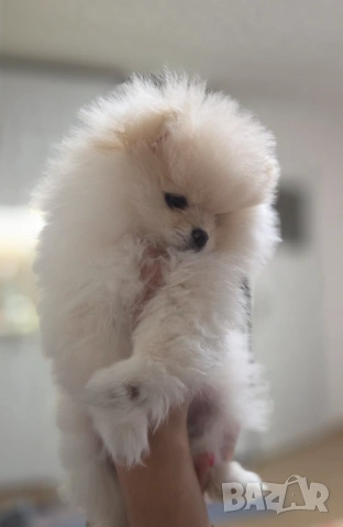 Померани мъко и женско