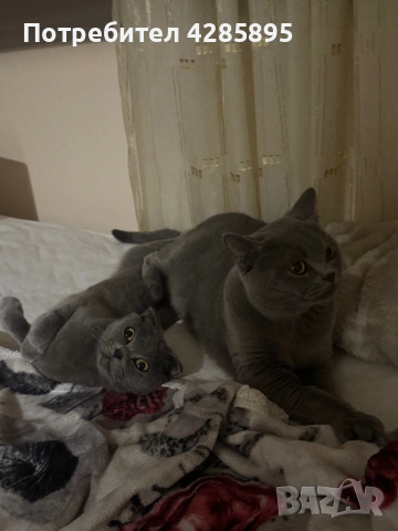 Британска късокосместа, снимка 5 - Британска късокосместа - 53443675