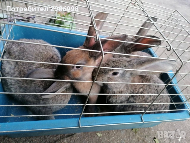 Млади зайчета, снимка 6 - Други животни - 53742106