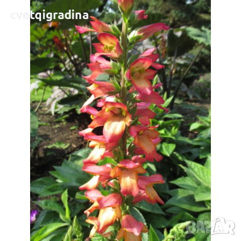 Digitalis falcon Fire-Дигиталис, снимка 4 - Градински цветя и растения - 45841958