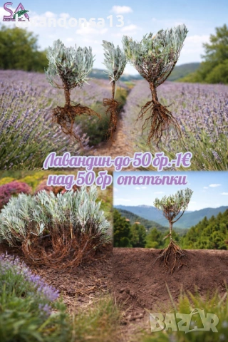 Българска Маслодайна Роза – Дамасцена, Алба, Сентифолия | Разсад, снимка 14 - Градински цветя и растения - 42641069