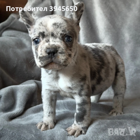 French bulldog blue Merle , снимка 3 - Френски булдог - 53841960