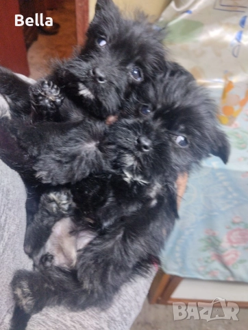 Мини Цверк шнауцер , снимка 6 - Други - 52958340