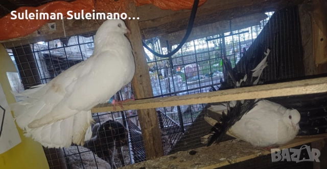 Фенерли 8 броя 60 лв, снимка 2 - Гълъби - 52570374